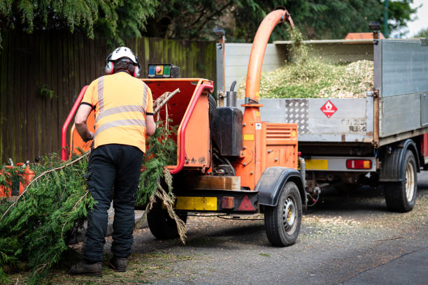 Best Tree Root Removal  in USA